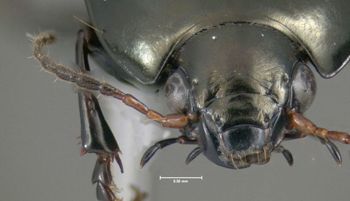 Media type: image;   Entomology 614415 Aspect: head frontal view